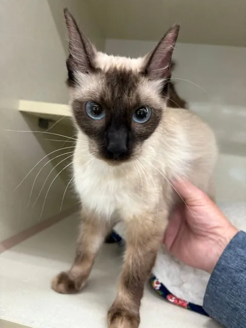 We adopted a rescue siamese that was supposed to be a short-hair... turns out she was just really malnourished (slideshow)