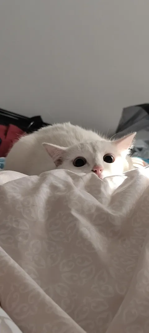 That very instant just before she pounces