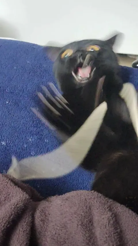 Shoestrings don't stand a chance