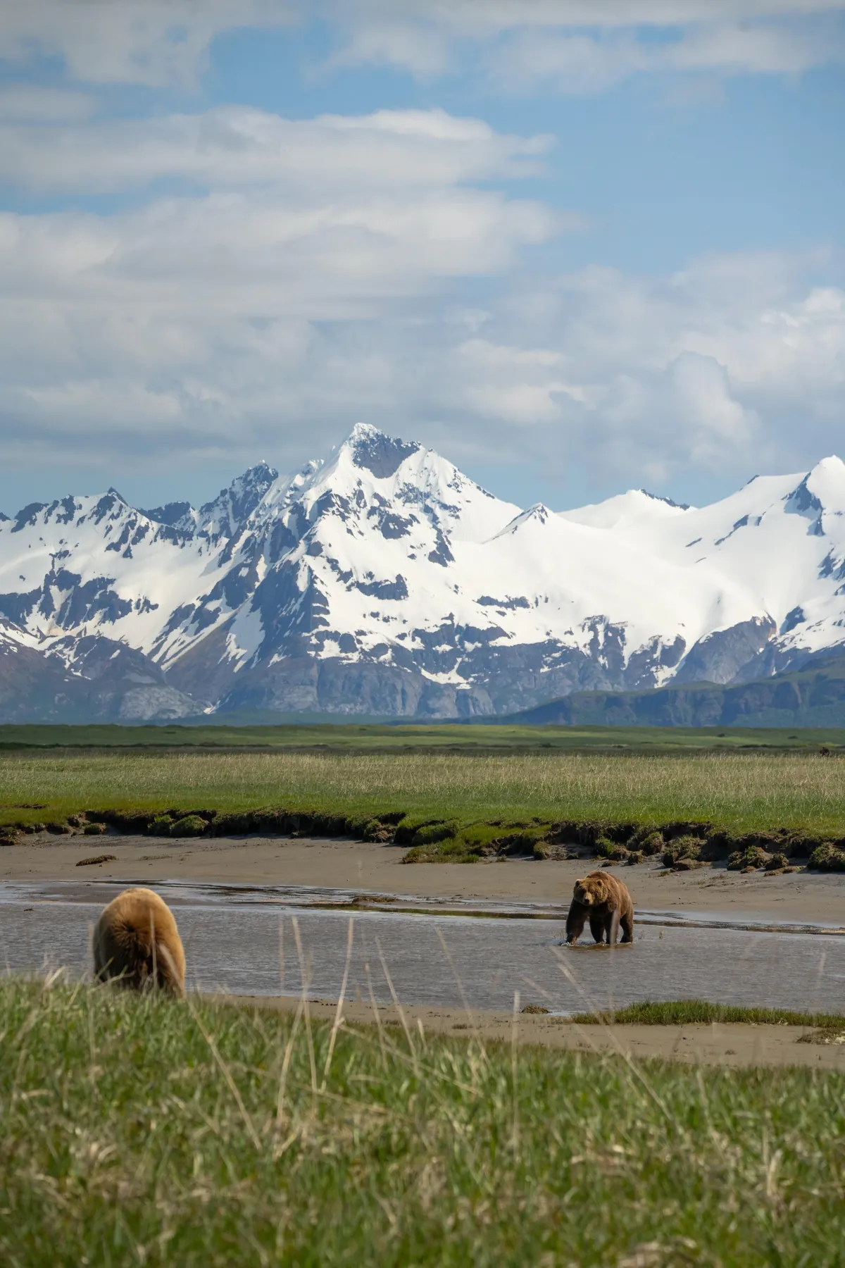 Bears and views in Alaska, June 2025