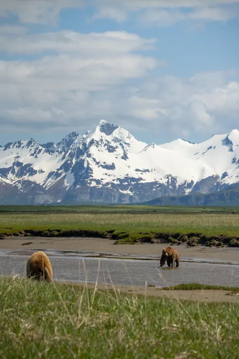 Bears and views in Alaska, June 2025