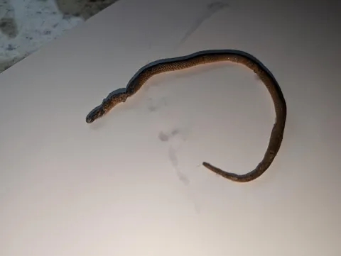 My indoor cat vomited up a snake