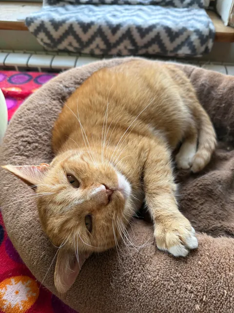 I spent Easter Monday at the cat hospice and have no regrets