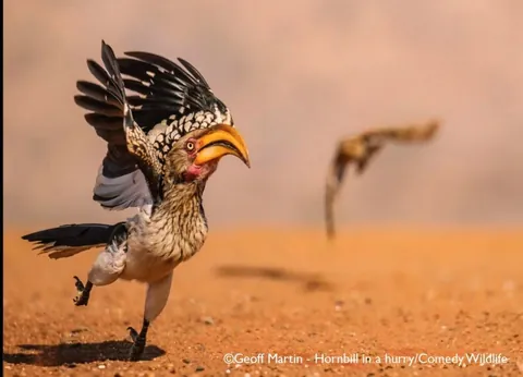 🔥 A collection of images from the Comedy Wildlife Photography Awards (2025)