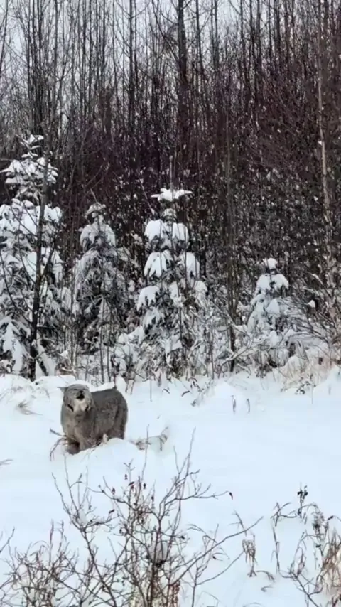 🔥 Two lynxes sharing their majestic calls