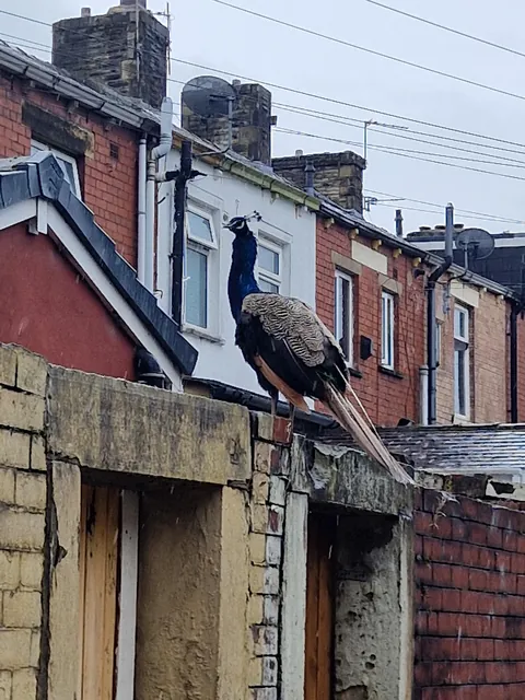 I looked down an alley and saw this bird just quietly sitting there