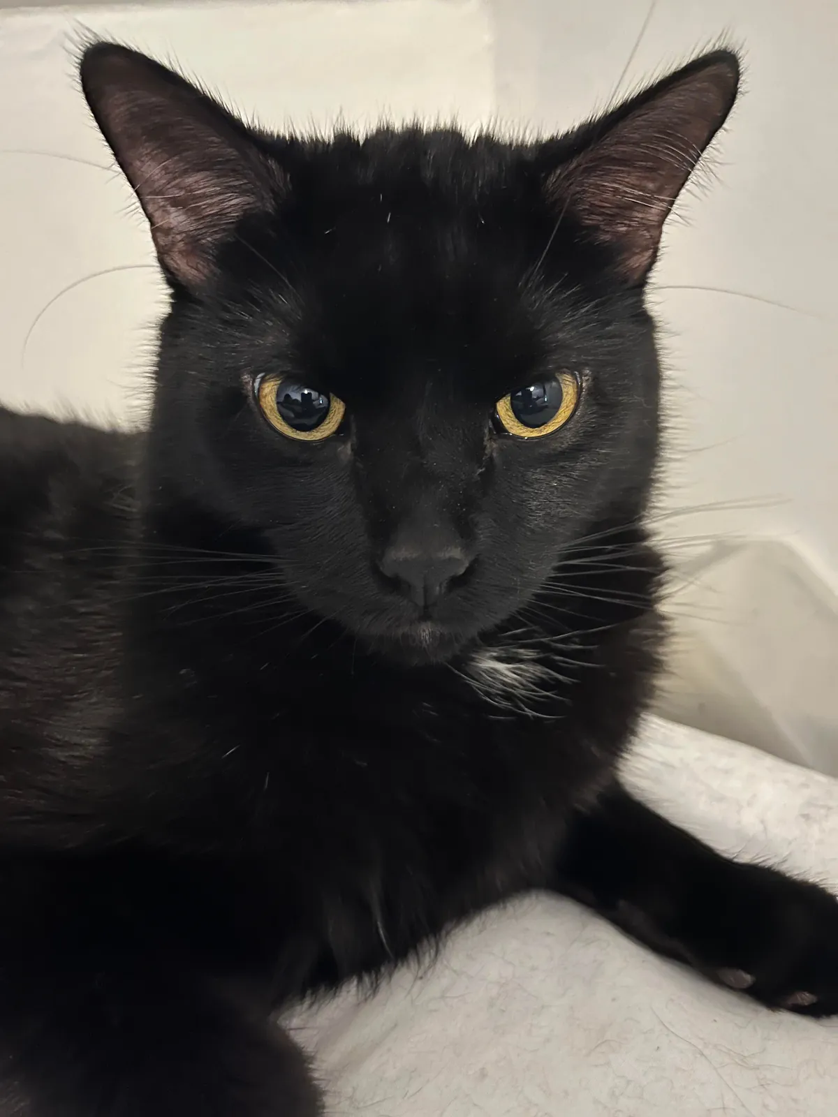 My goodest boy (only boy)