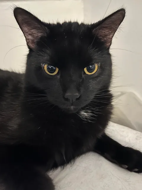 My goodest boy (only boy)