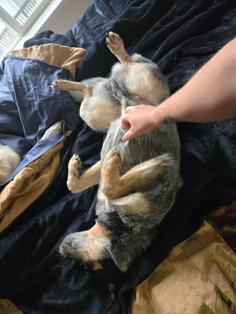 The best kind of tummy rubs