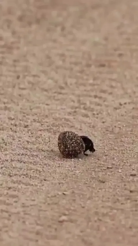 🔥 Leopard is fascinated by a passing dung beetle rolling its ball of animal waste
