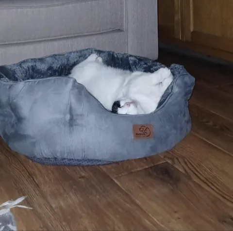 I took in a stray back in March and I bought him a bed last week, he absolutely loves it