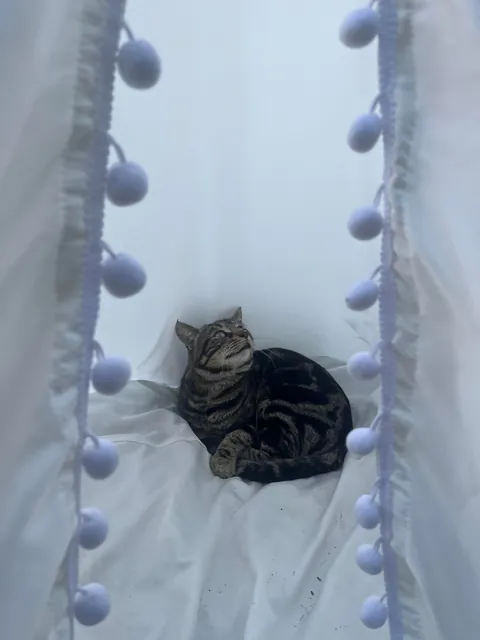 I got him a kids teepee &amp; it worked 😭