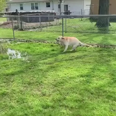 Blind dog cute reaction to finding a puddle.