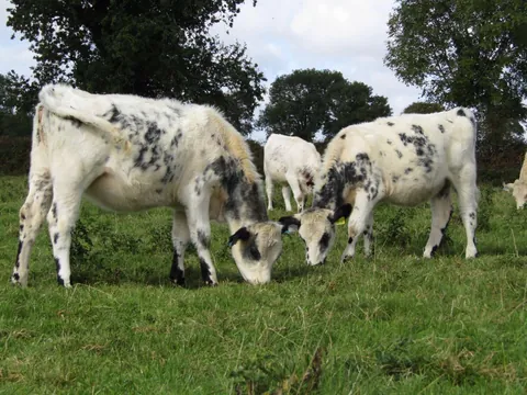 [OC] My 2 girls, Custard and Cream, hanging out today!