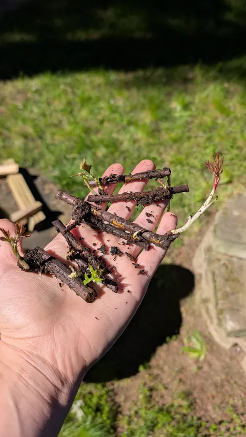 What has been your funniest gardening mishap you've made so far?