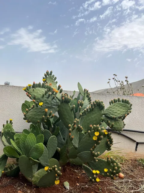 Everything my fruit garden produced this year. I’m so grateful 