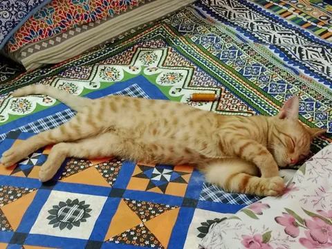 This devil got on the kitchen slab, broke two plates. When he heard mother's yelling, he went to her bed and started pretend sleeping