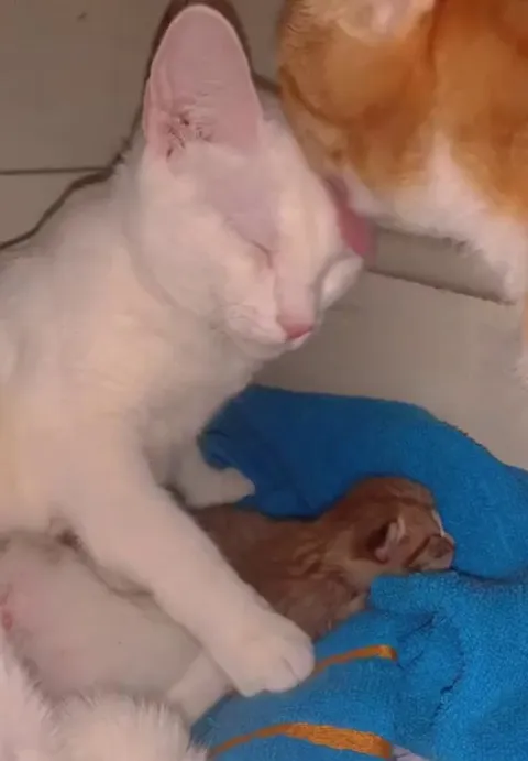Two mama kitties share co-parenting duties