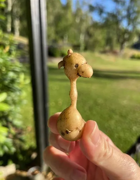 A new potato has been borned!