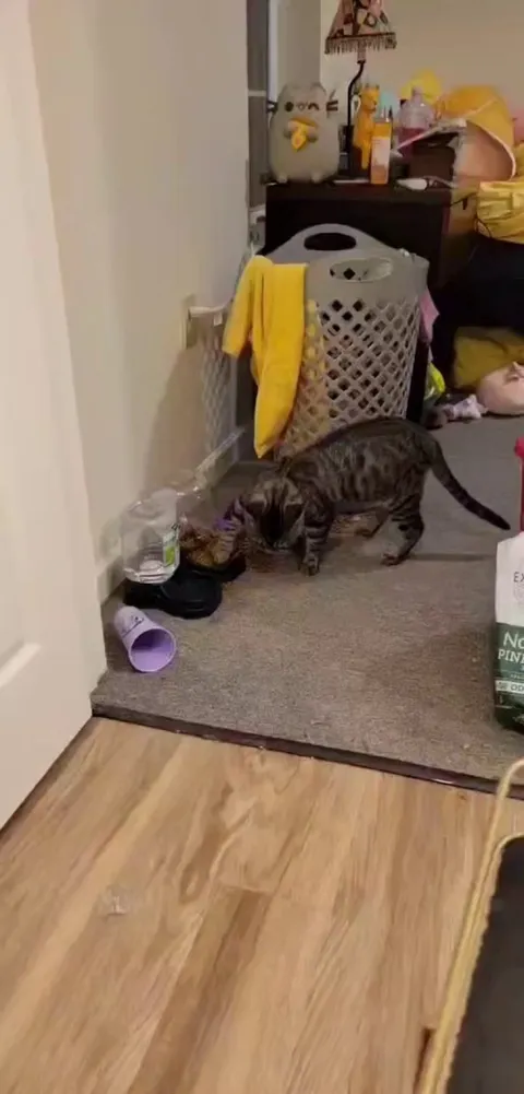 Feeder empty. Refill.