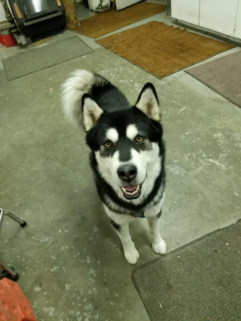 My 70 y/o grandpa and I browse this sub regularly when I visit him, to brighten his day. He asked if I could share a picture of his dog. Reddit, meet Tok. (Pronounced took)