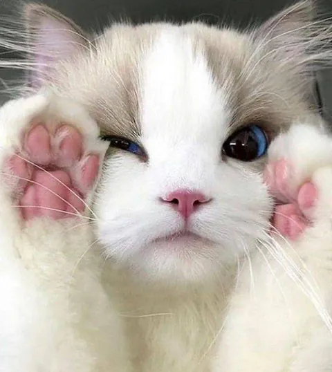 cuteness defense mode activated