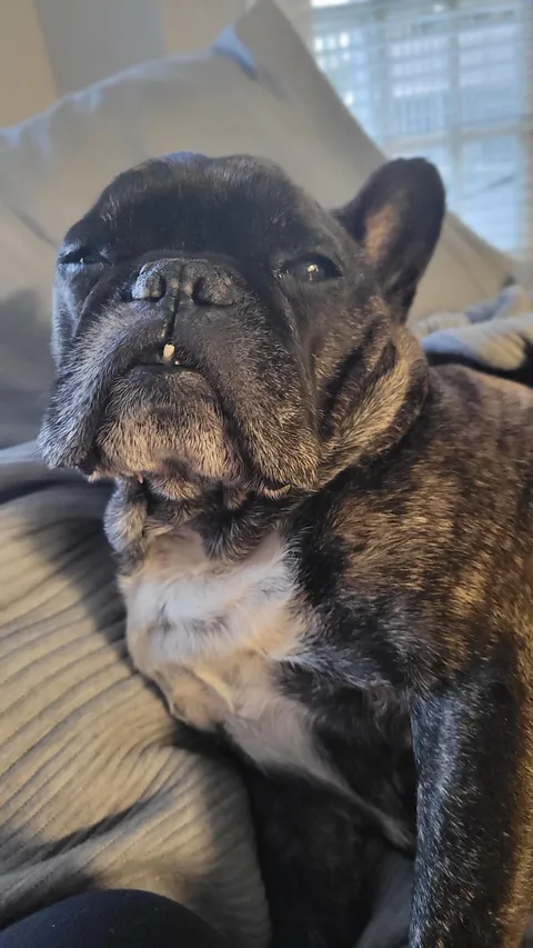 My friends dog. 12 years old. 