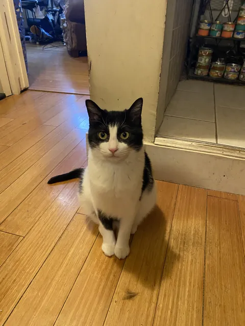 Meet Hopper, aka "The Killer". We lend him out to our local bakery every Sunday night to help with their mouse problem. He has many confirmed kills.