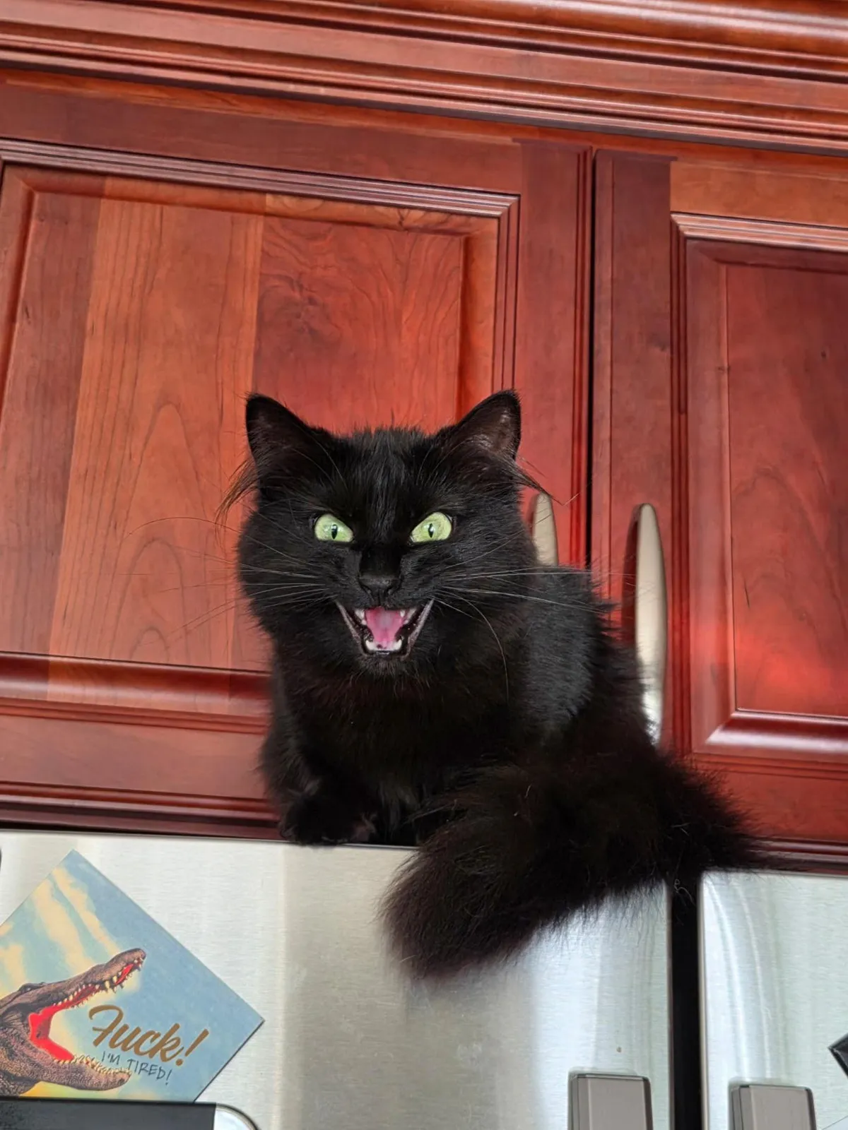 I'm just trying to get a glass of water. Why must you scream at me?