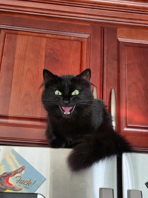 I'm just trying to get a glass of water. Why must you scream at me?