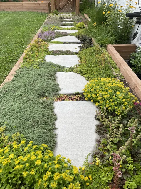Third Summer of Our Ground Cover Walkway