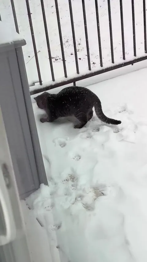 Smokey’s first time experiencing snow