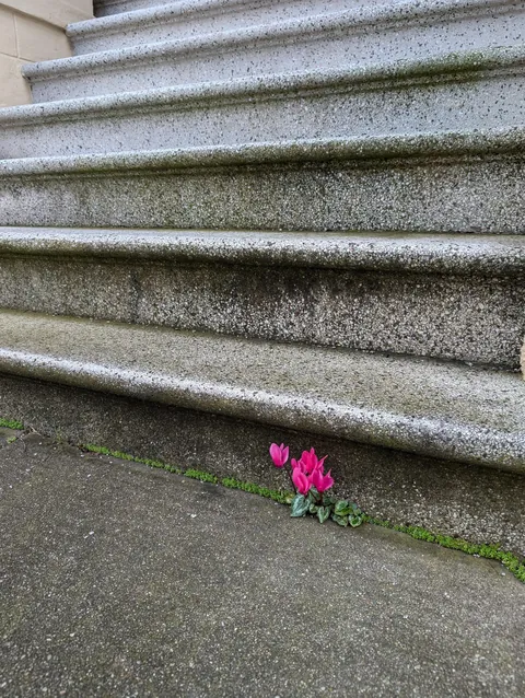 Unexpected cyclamen persicum