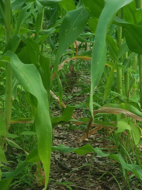 My first time planting a garden. Didn't have anyone to share these with. It's not much but I'm proud of it.