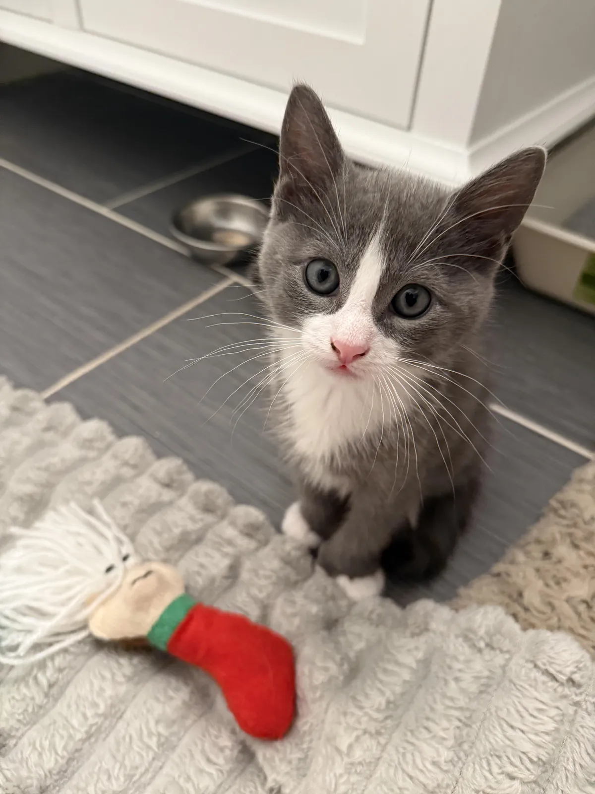 My first kitten - meet Animal!