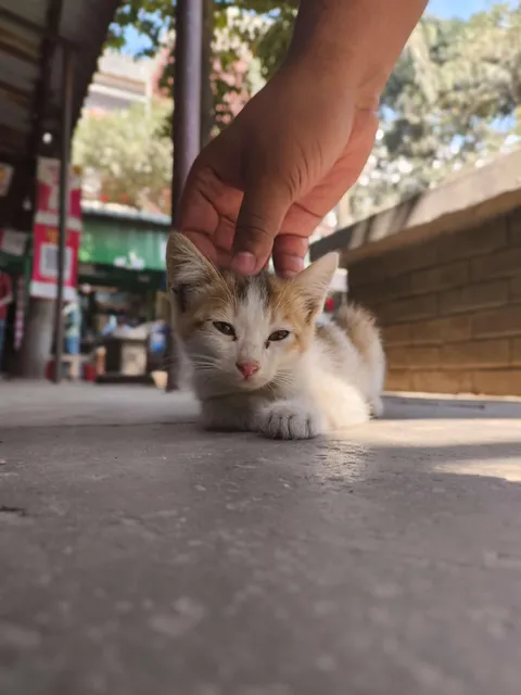 I can't stop petting this cutie 😻