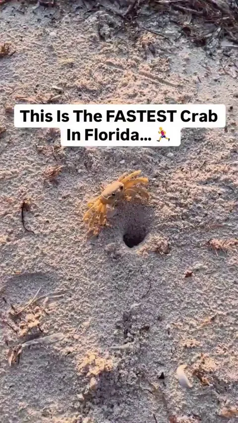 🔥ghost crab gone ghost