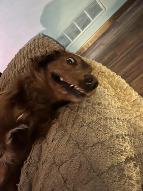 This is my grandparents dog she’s a bit strange but she means well