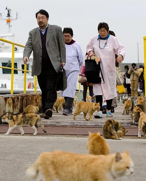 Cat island in japan, give it a scroll!