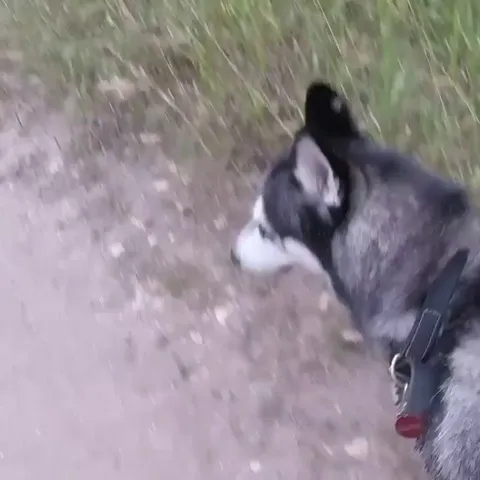 I think my dog is a kangaroo dressed up as a husky 😂😂😂