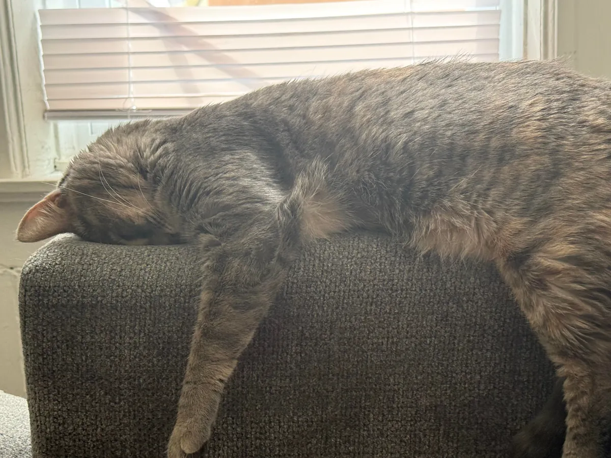 professional armrest cuddler