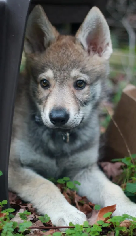 Stole ALL the attention at the vets today