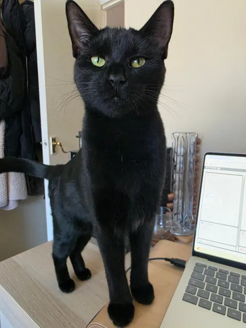 Swipe for a smile from Fifi🖤