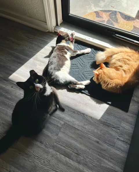 Cosmo’s ✨transformation✨