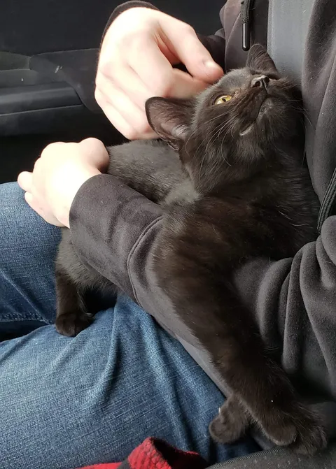 He was purring the entire ride home.