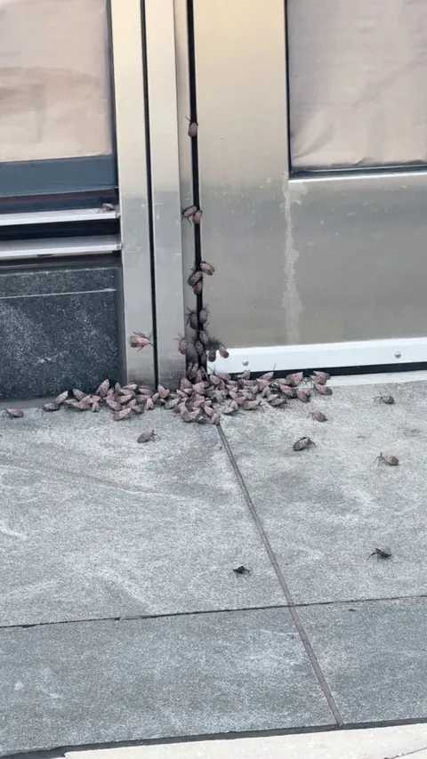 Spotted Lanternflies in DC 601 New York Ave NW