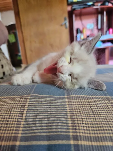 Today marks one year since I adopted Mabel. I wanted to share her Journey with you all. She's doing great!