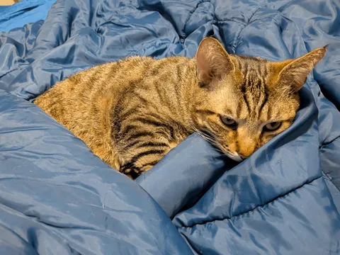 My beautiful tabby Spring, with tiny Lynx tips