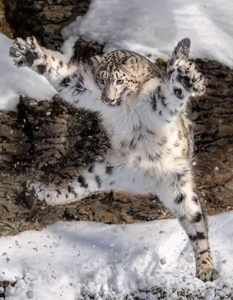Snow Leopard Mid-Leap