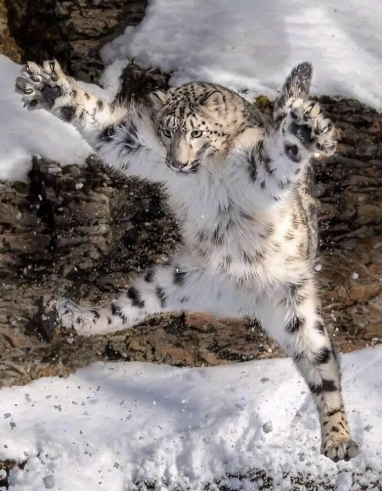 Snow Leopard Mid-Leap